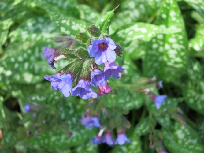 Lovely Lungwort